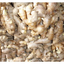 bulk sell fresh ginger top supplier for FRESH GINGER